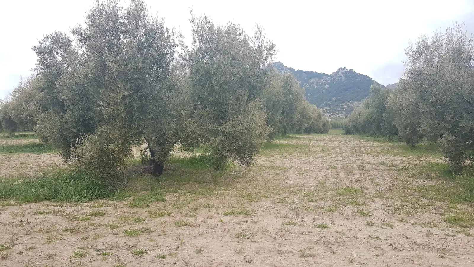 Terreni e lotti in vendita a Pozo Alcón, imagen 2