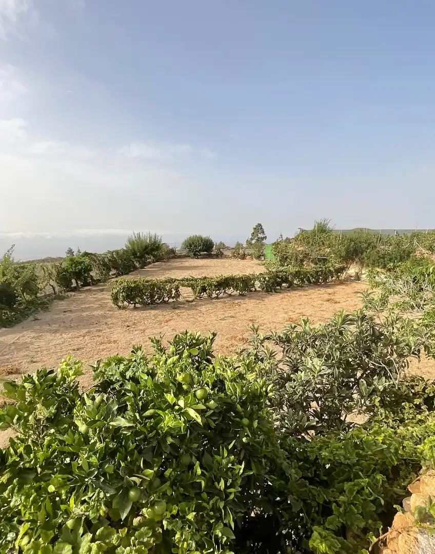 Houses for sale in Granadilla de Abona