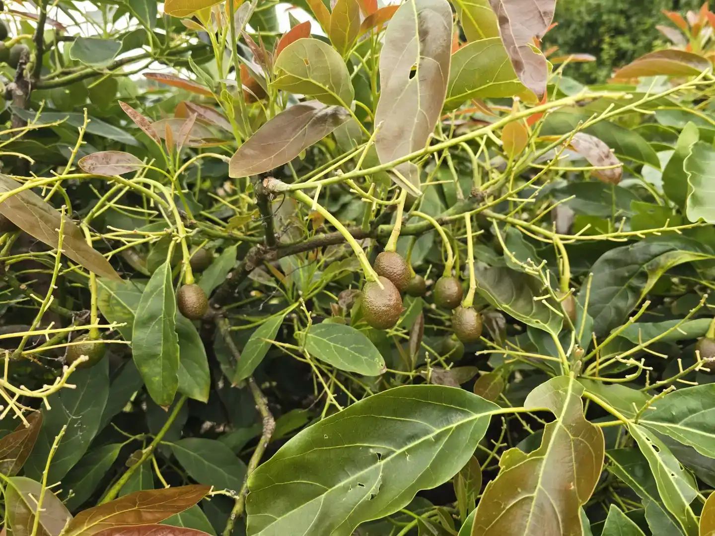 Jardí de Casa o xalet en venda en Tacoronte amb Balcó