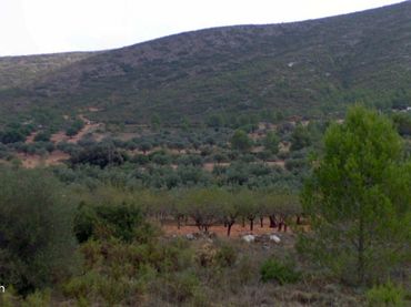 Terreno rustico in vendita a Plaça Numero 06 158
