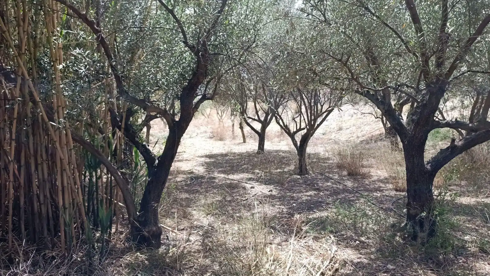 LÚCAR  ALMERÍA , TERRENO URBANO CON AGUA ., imatge 4