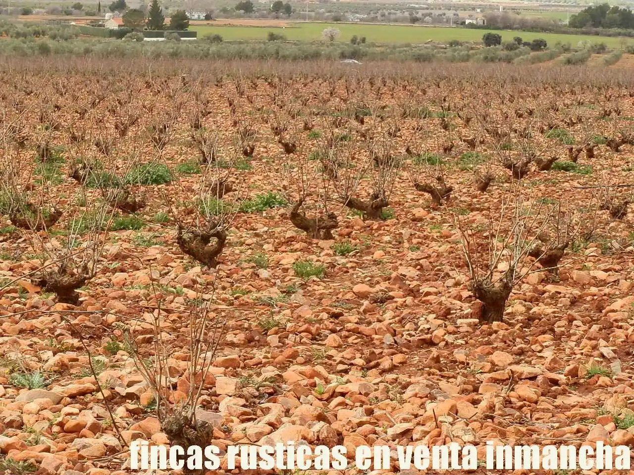 Rural land for sale in Valdepeñas, imagen 19