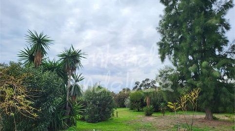 Foto 5 de Casa o chalet en venta en Marchena, Sevilla