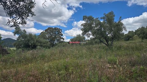 OLIVAR EN VENTA EN POZOBLANCO, imatge 3
