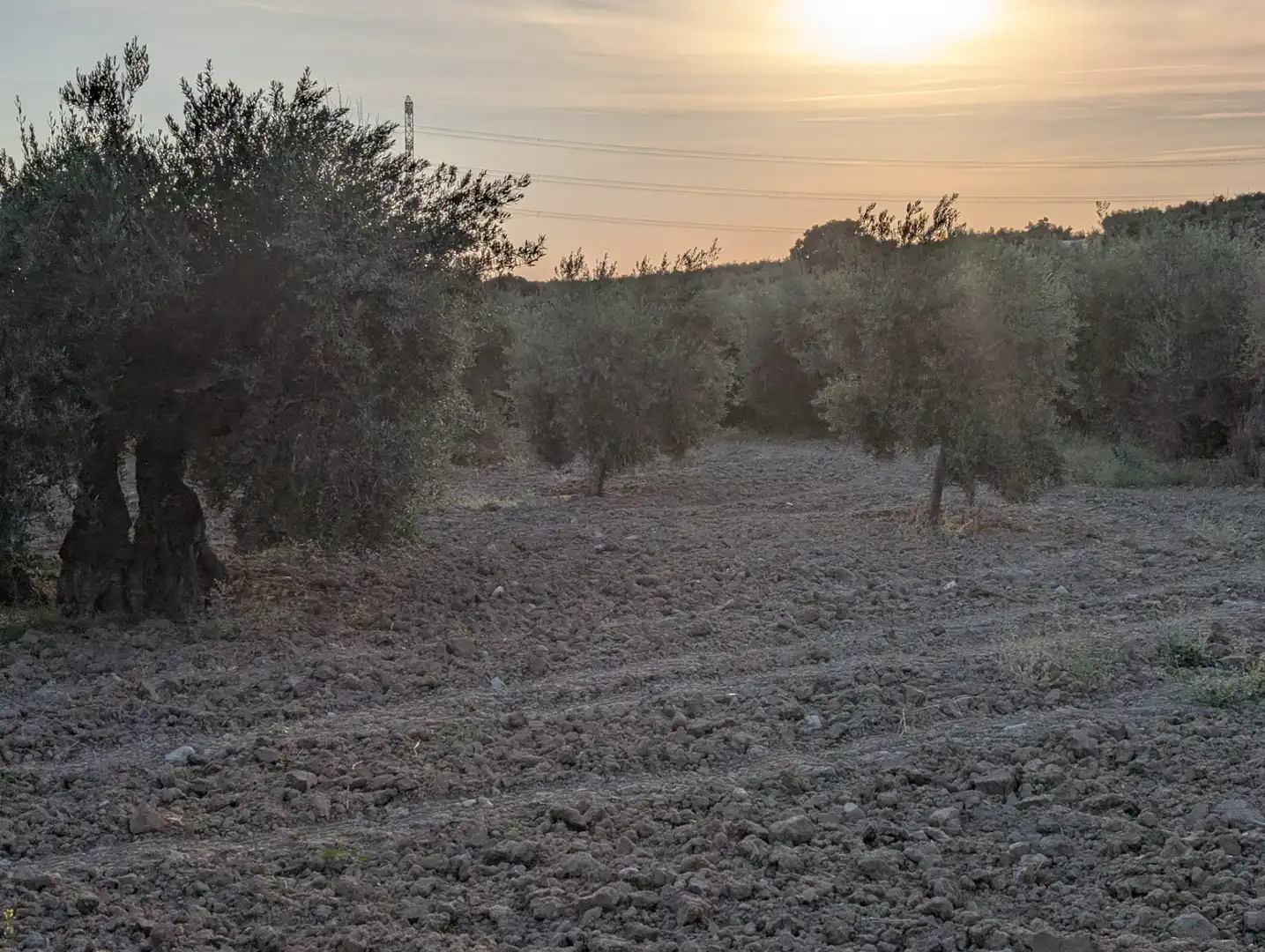 Land for sale in Lopera