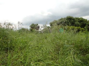 Terreni e lotti in vendita a Sotogrande Alto