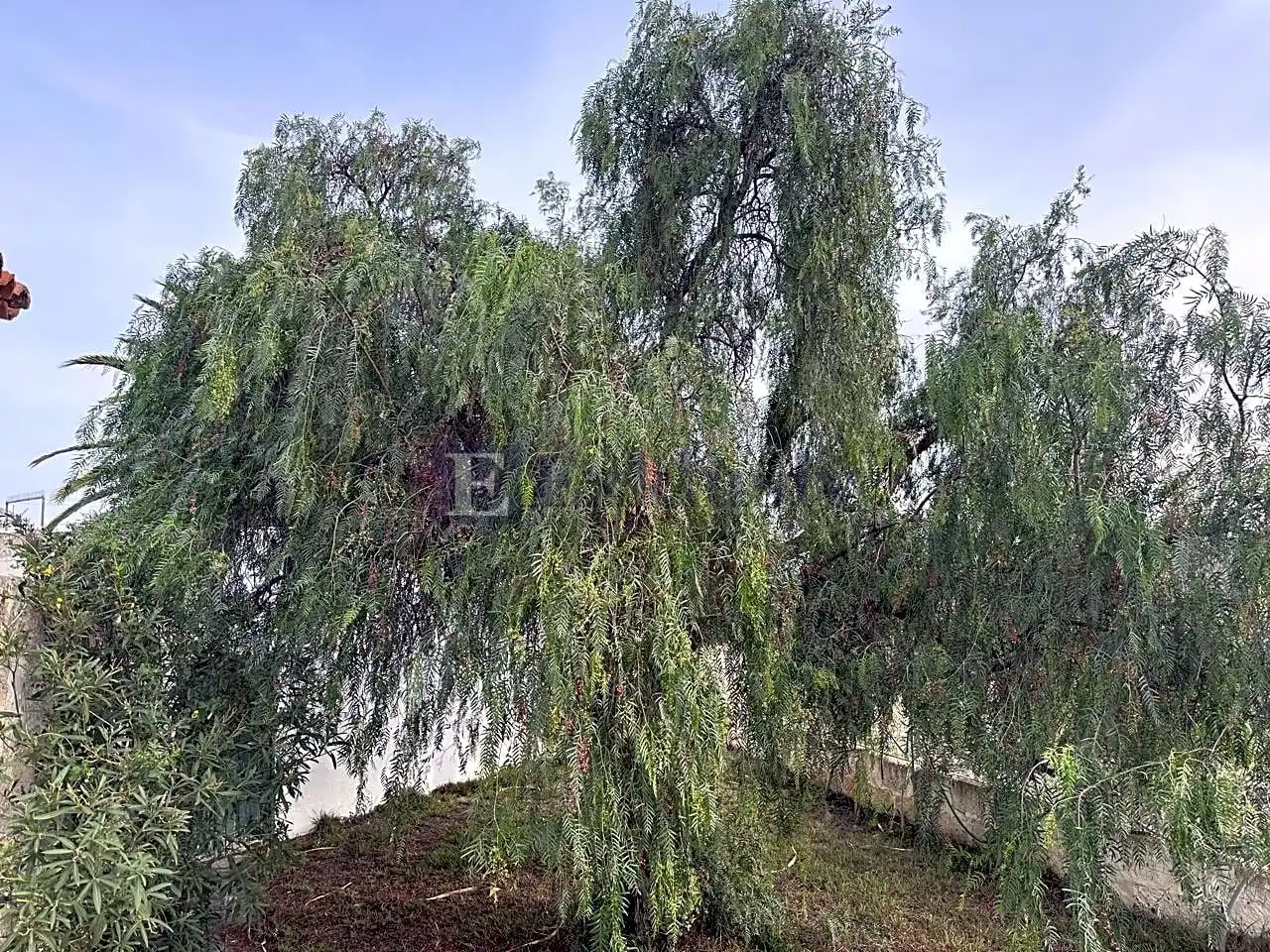 Finca rústica en venta en Arico