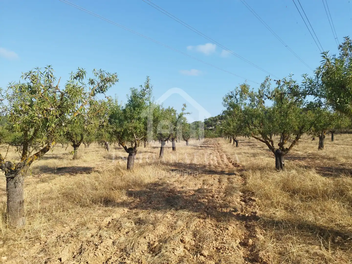 Rural land for sale in Cofrentes, imagen 33