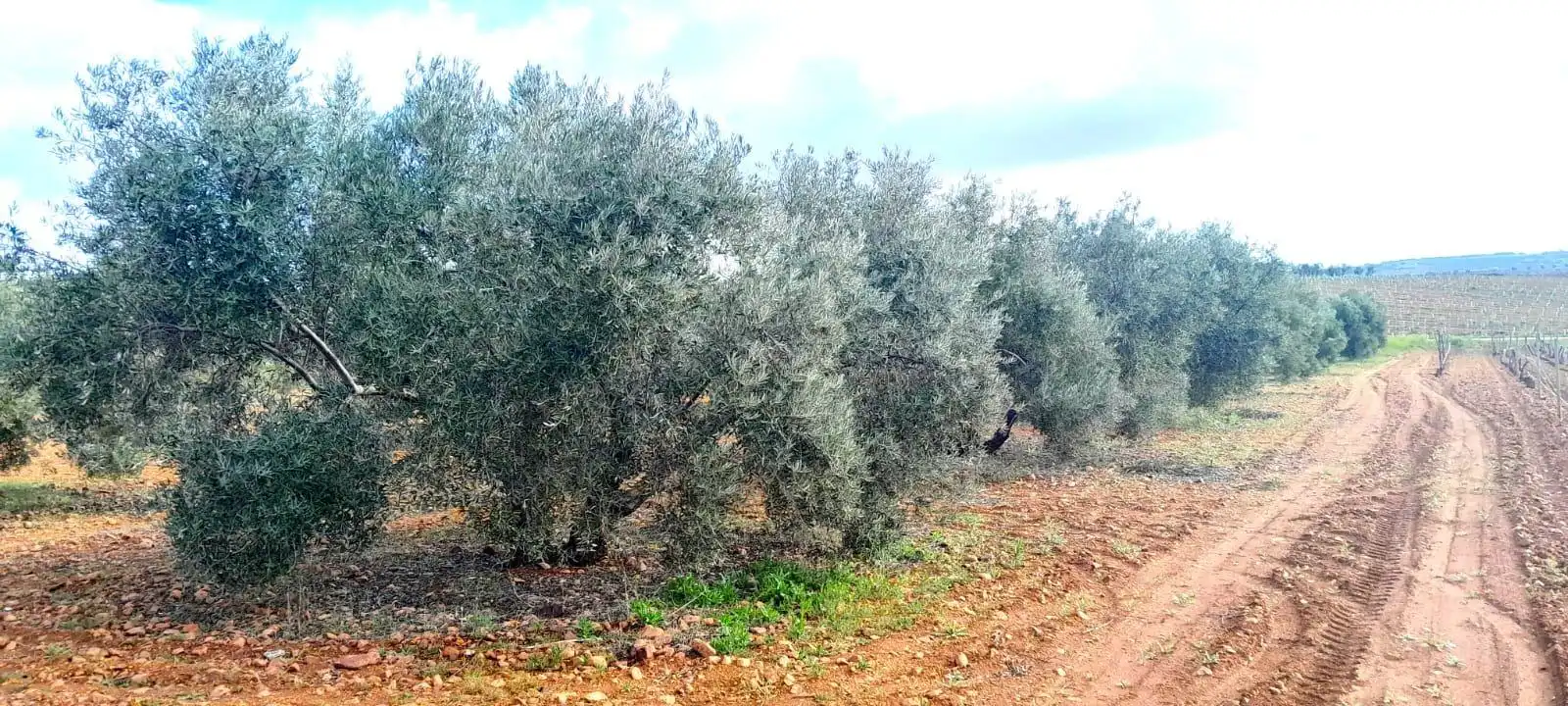 Rural land for sale in Valdepeñas, imagen 6