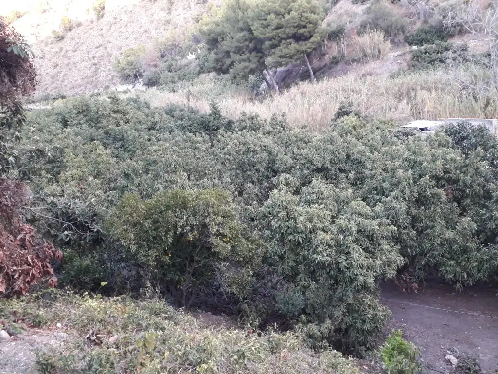 Maison à vendre à Frigiliana, imagen 4