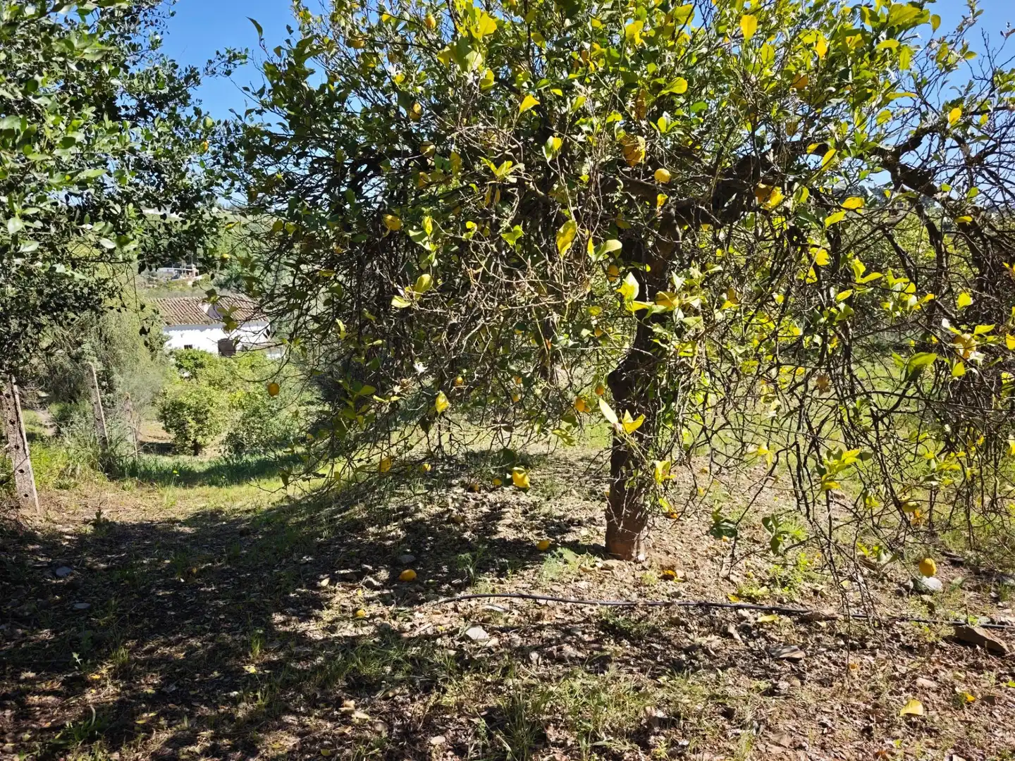 Finca rústica en venda en Cártama