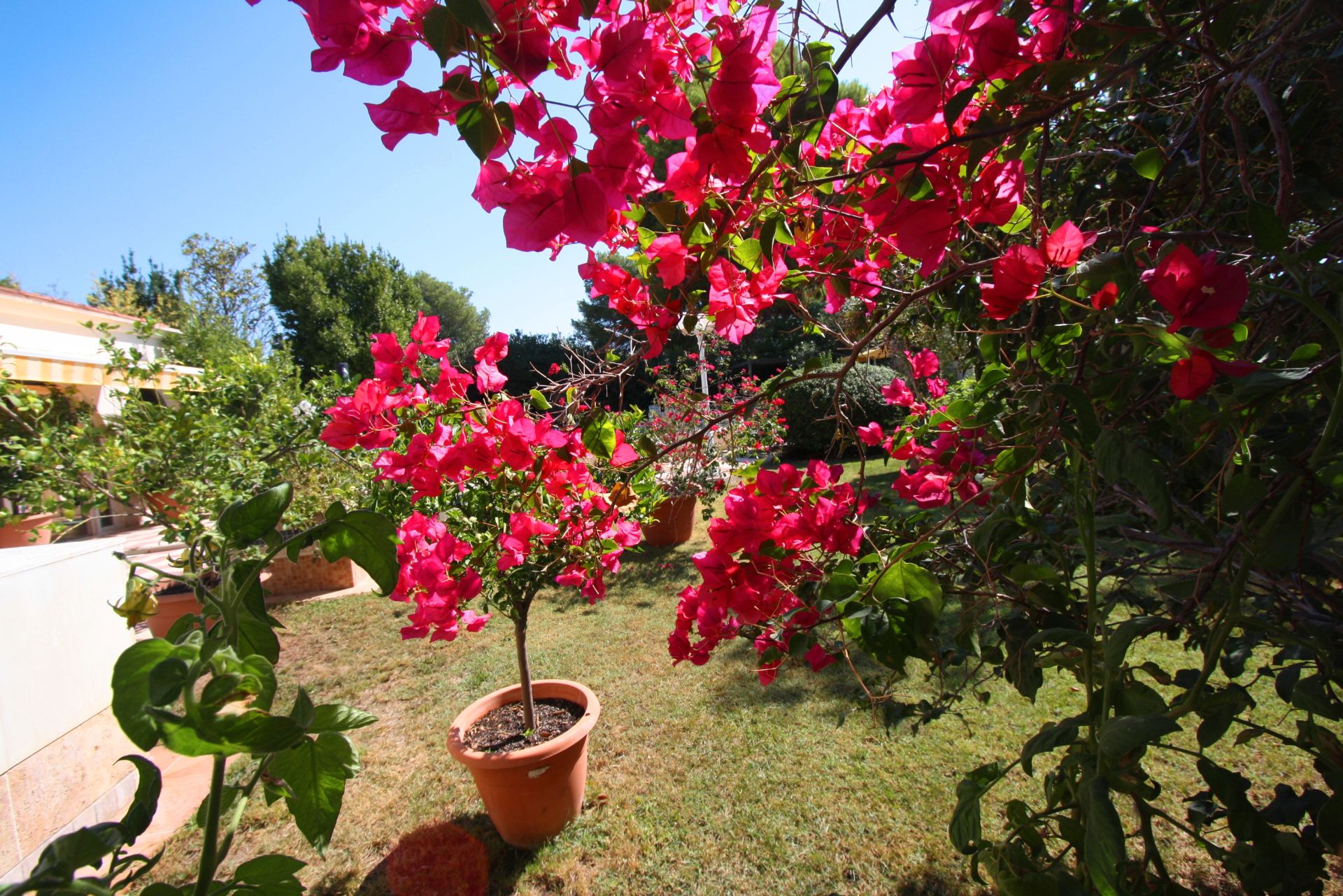 Jardí de Casa o xalet en venda en  Albacete Capital amb Aire condicionat, Calefacció i Jardí privat