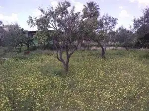 Rural land for sale in REAL