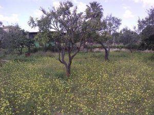 Land for sale in REAL, Castilleja de Guzmán