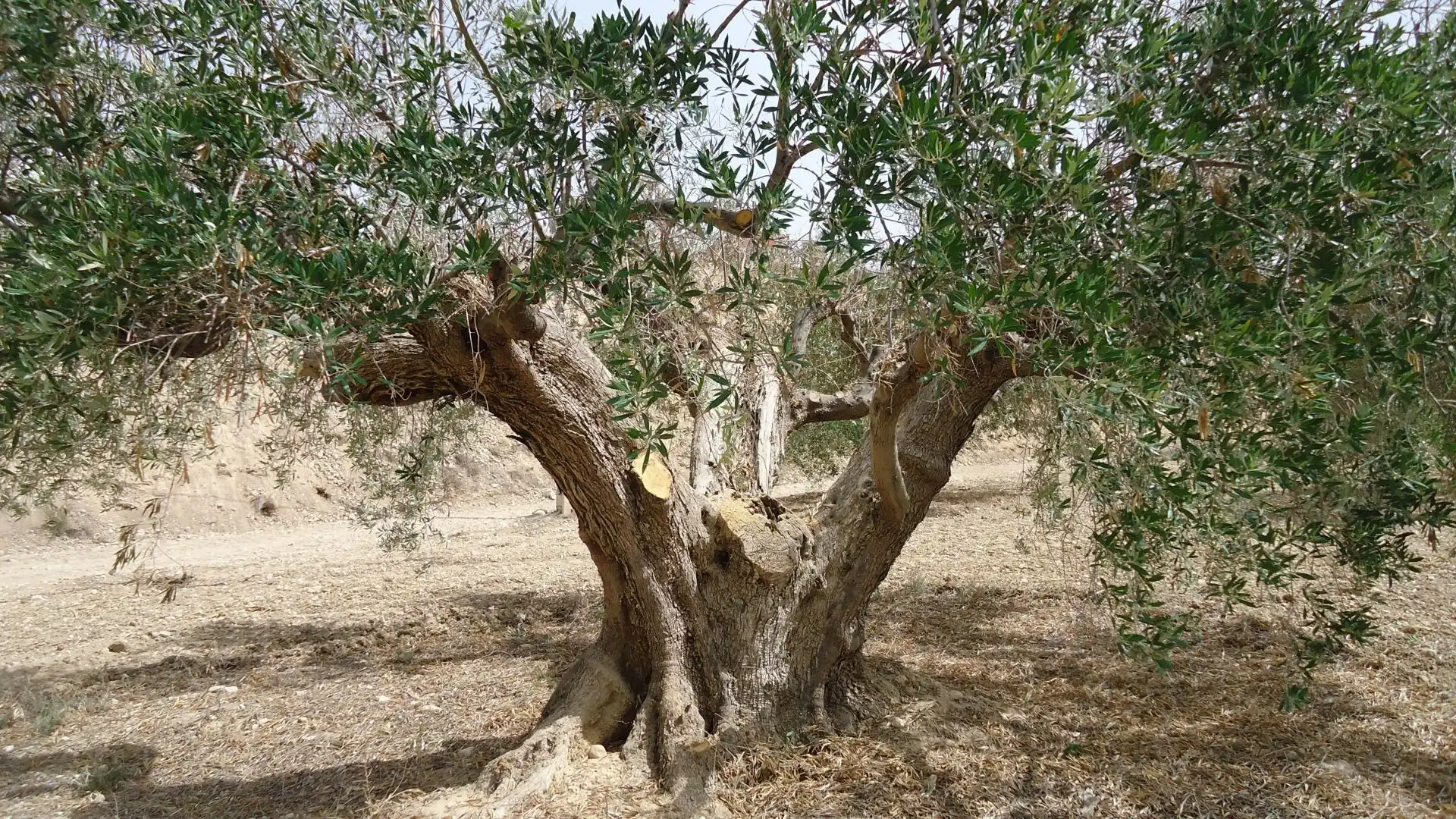 Lands and plots for sale in Abanilla, imagen 24