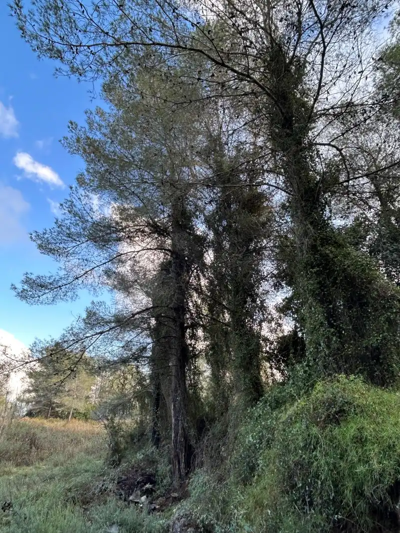 Rural land for sale in Partida Tancaes, imagen 11