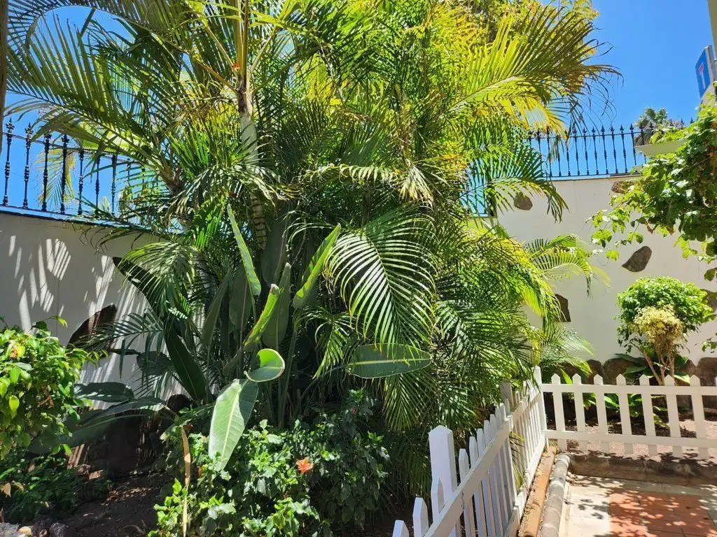 Vista exterior de Casa o chalet en venta en Las Palmas de Gran Canaria con Jardín privado