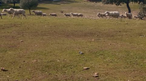 Foto 4 de Finca rústica en venda a Cardeña, Córdoba