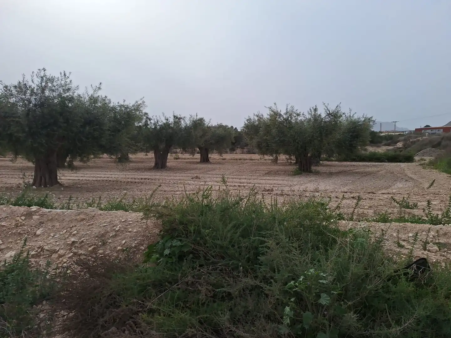 Terreny rústic en venda a Agost, imagen 14