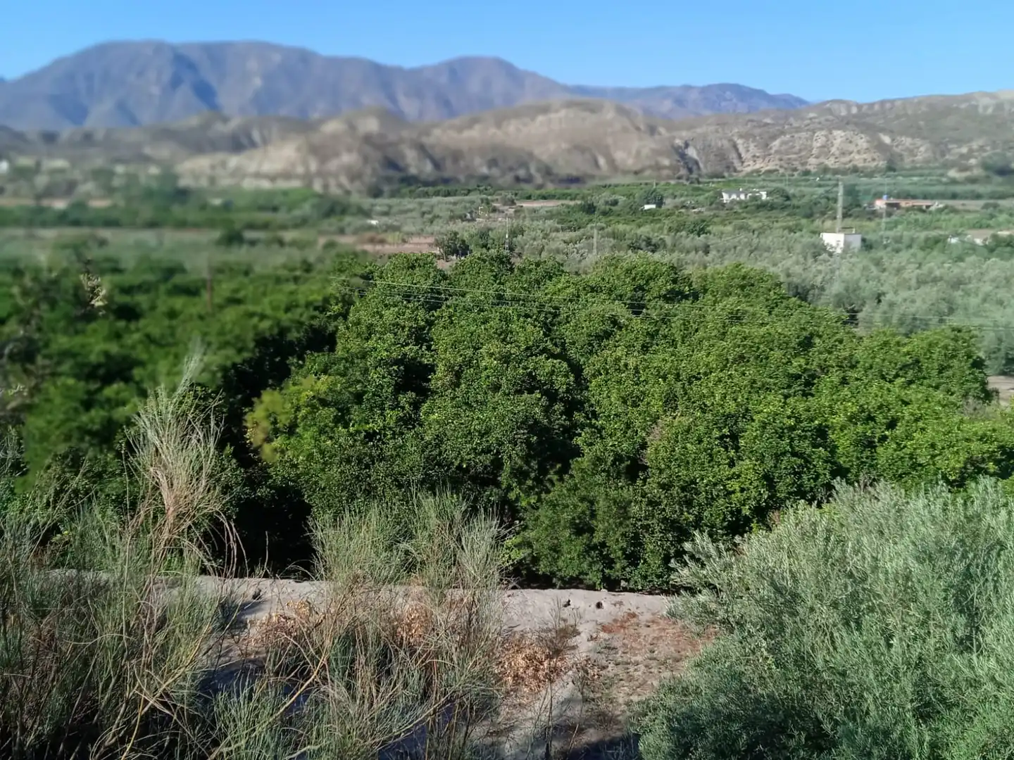Terreno en venta en Santa Cruz de Marchena