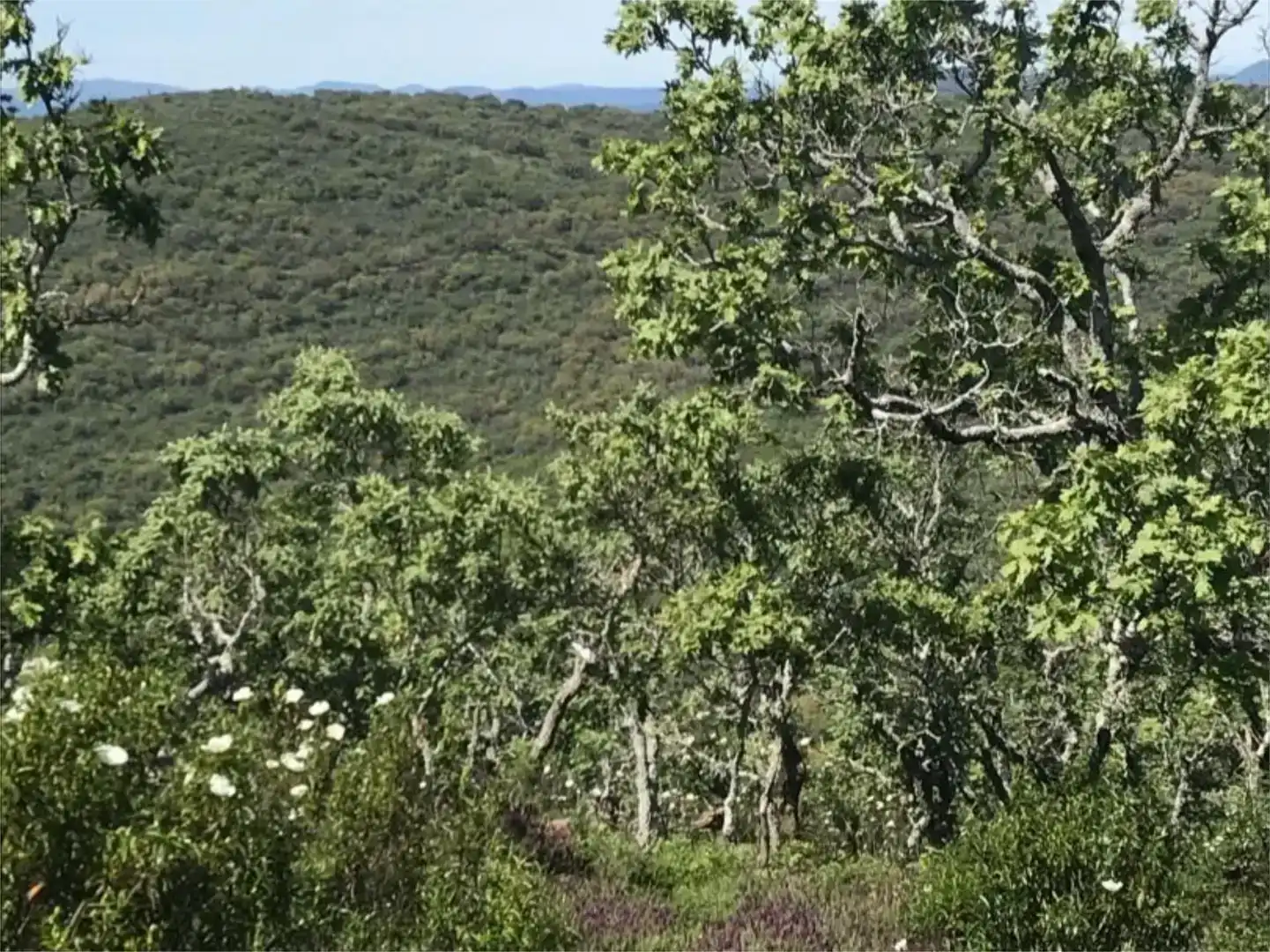 Terreno en venta en Calera de León