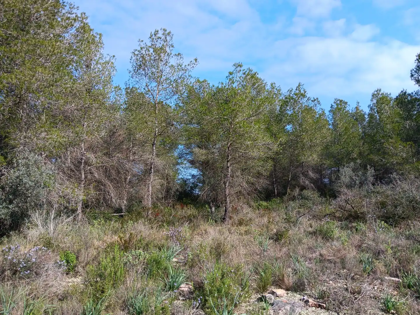 Lands and plots for sale in Ginestar, imagen 16