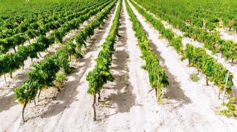 Foto 4 de Terreno en venta en San Rafael, Ronda