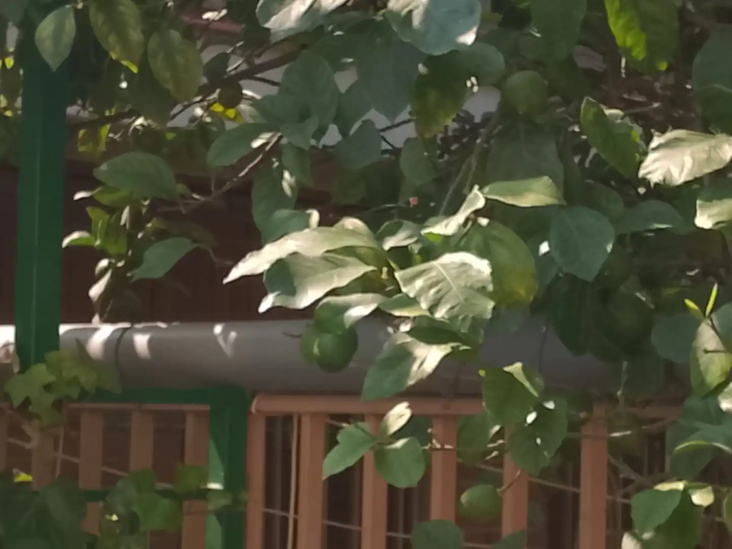 Terrassa de Casa o xalet en venda en Madrigal de la Vera amb Jardí privat