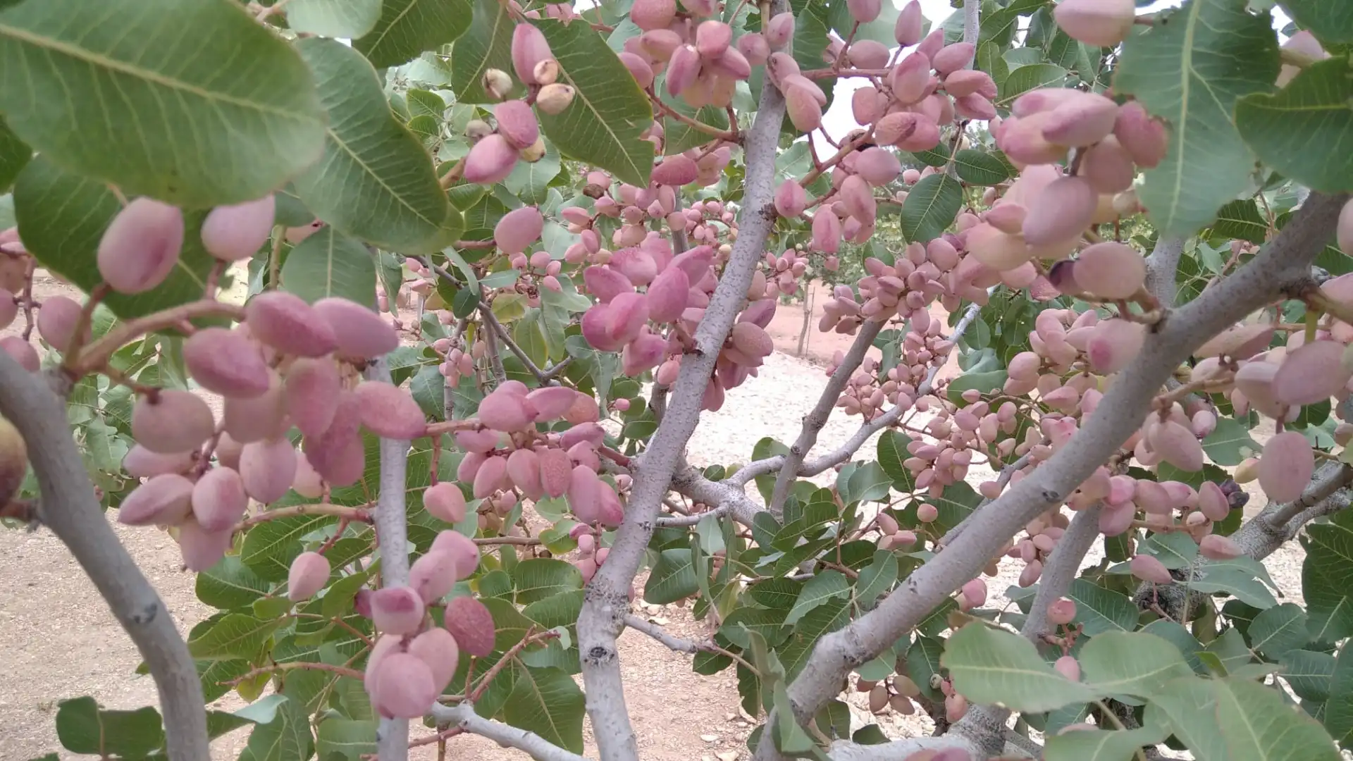 Jardí de Casa o xalet en venda en Ciudad Real amb Calefacció, Jardí privat i Traster