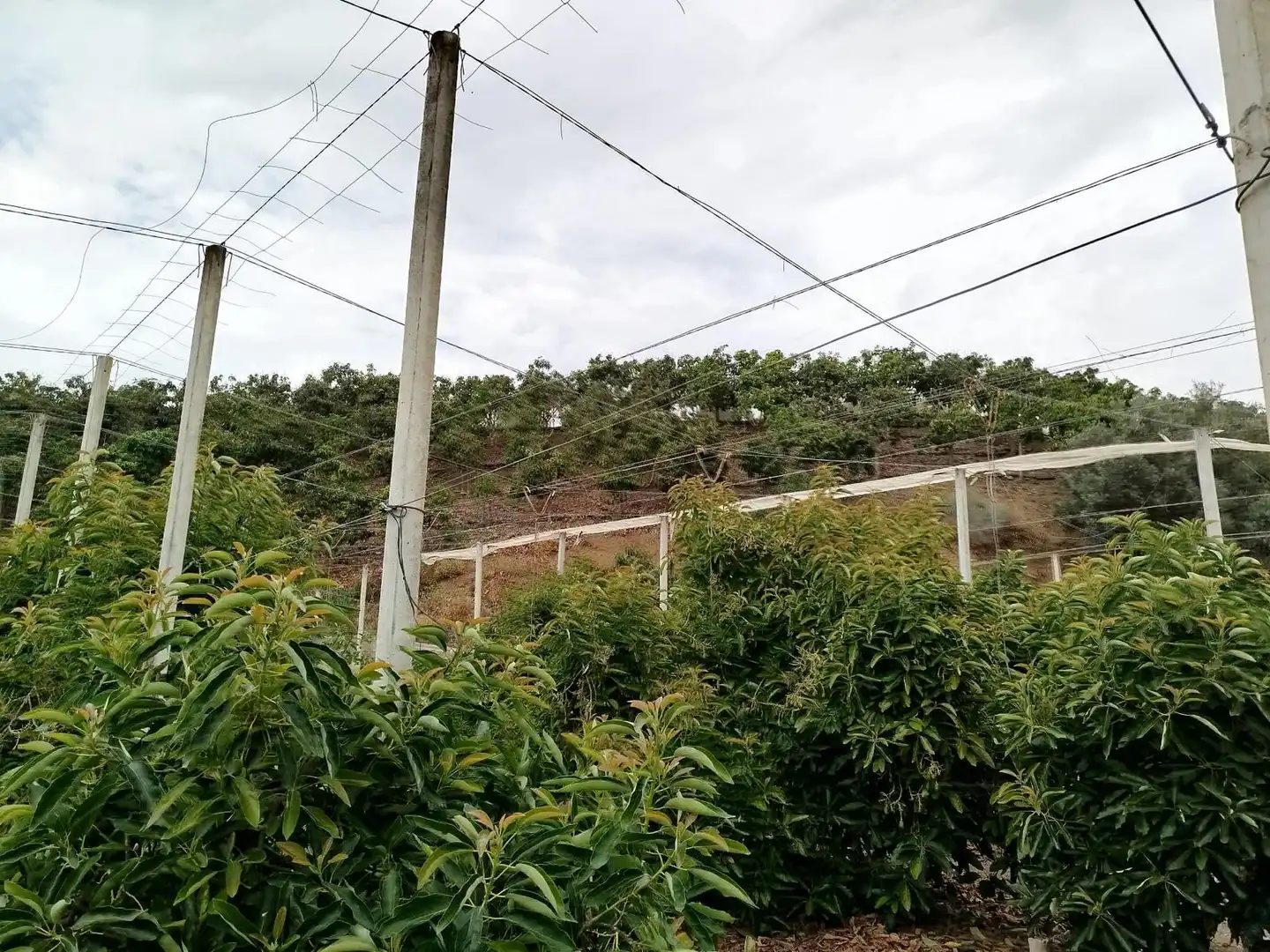 Terrain rustique à vendre à Vélez-Málaga ciudad, imagen 32