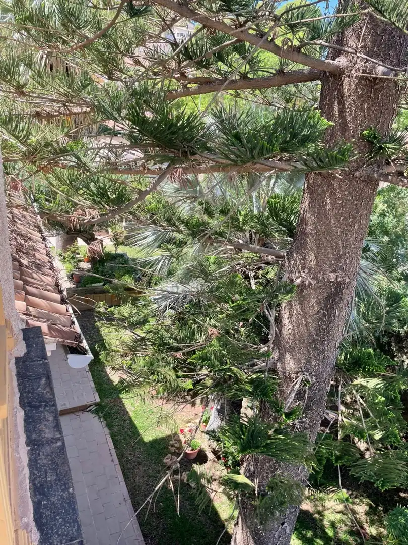 Jardín de Casa o chalet en venta en Murcia con Piscina y Amueblado