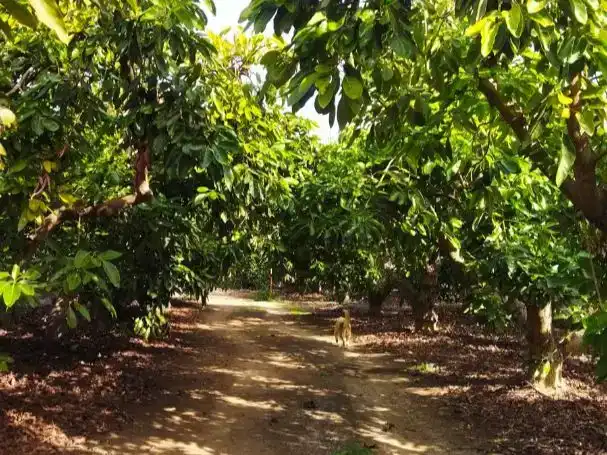 Vista exterior de Finca rústica en venda en Benamargosa amb Aire condicionat, Piscina i Balcó