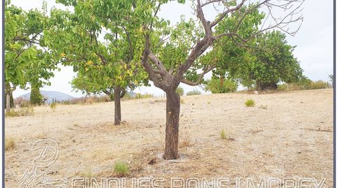 Terreno en venta en Selva, immagine 2
