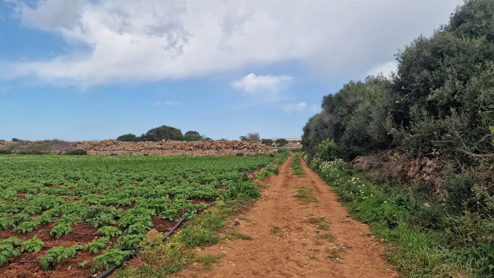 Rural land for sale in Ciutadella, imagen 13