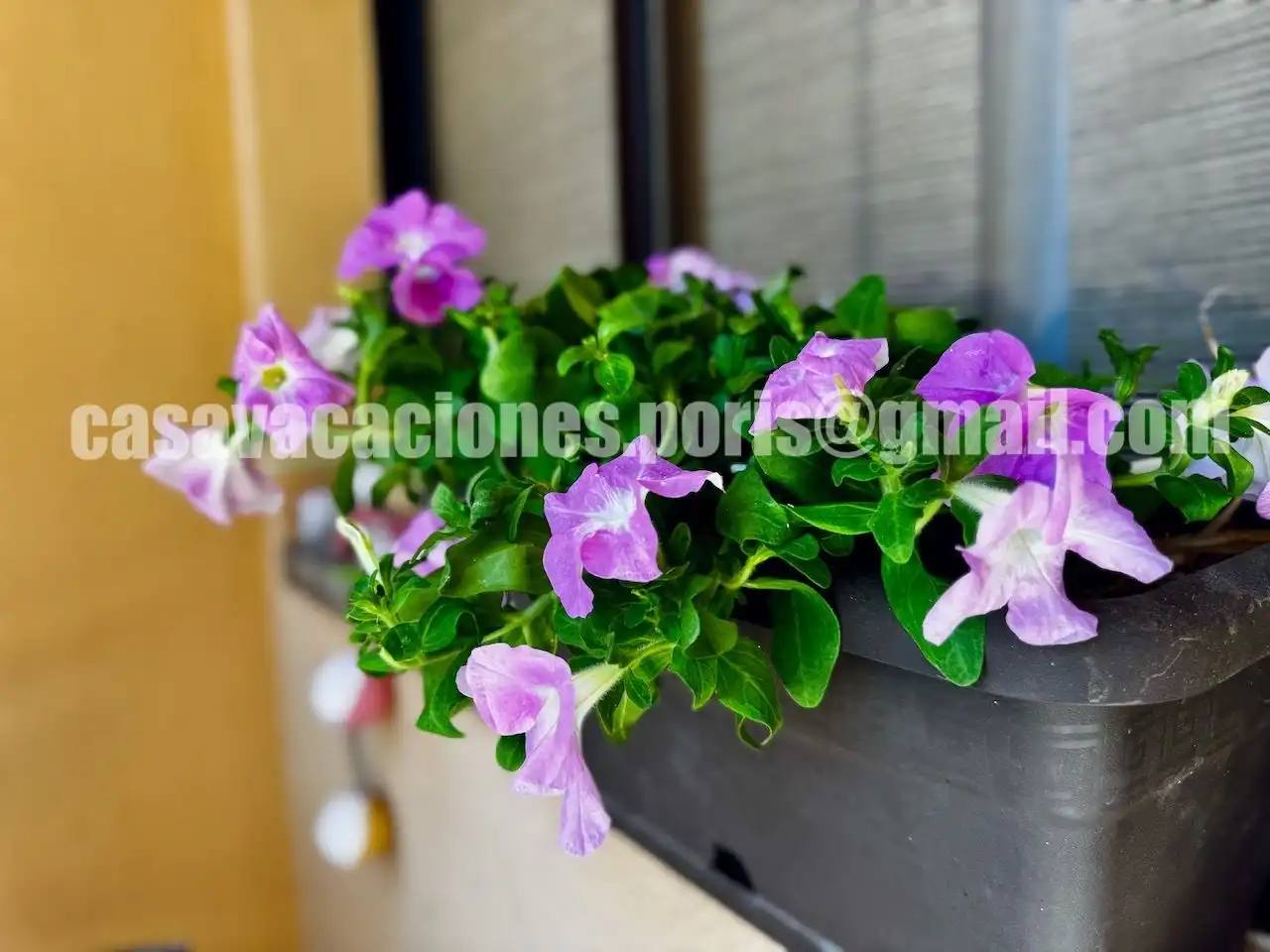 Maisonette mit Garten zum Verkauf in calle cueva el dinero 2, imagen 3