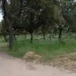 Rural land for sale in Topas, imagen 2