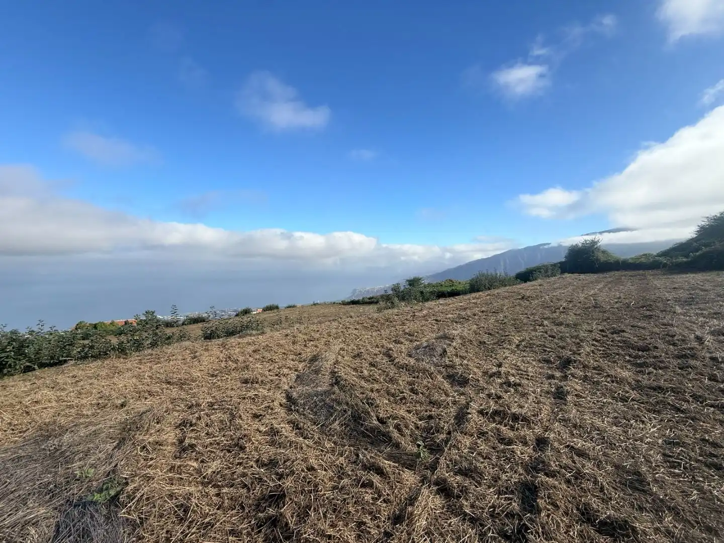 Finca rústica en venda en La Orotava