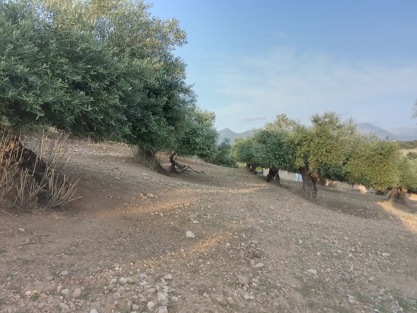 Terreno rústico en venta en Villamartín, imagen 18