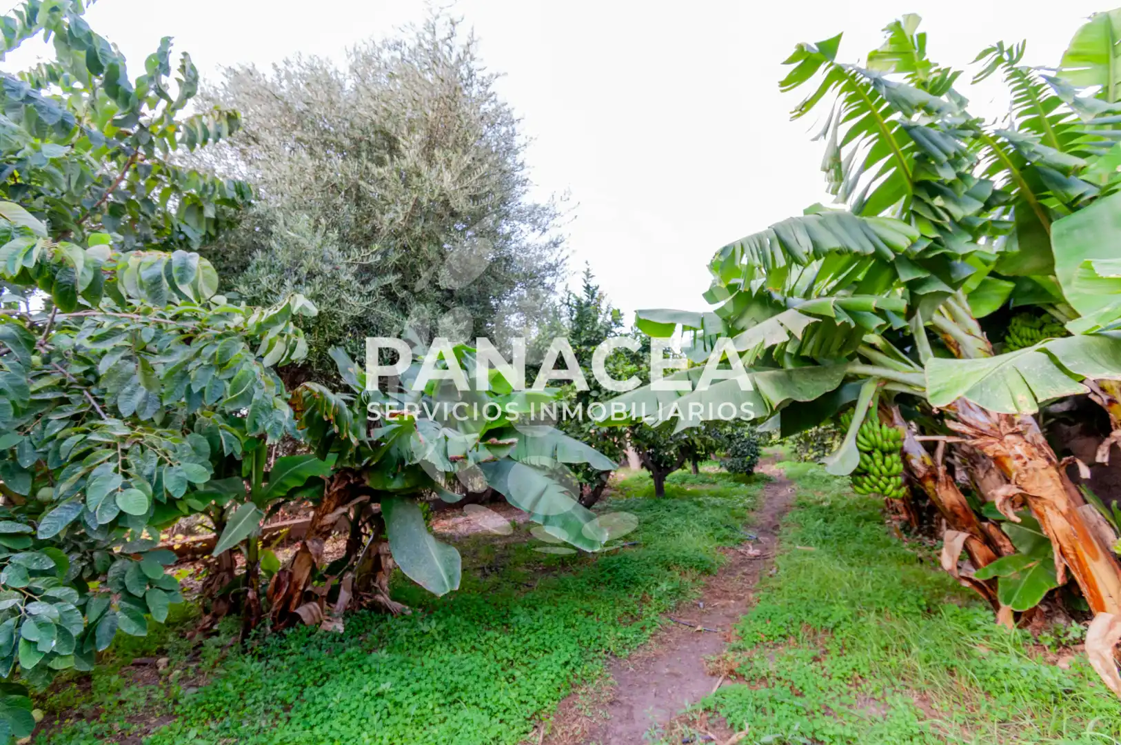 Finca rústica en venta en Vícar Pueblo