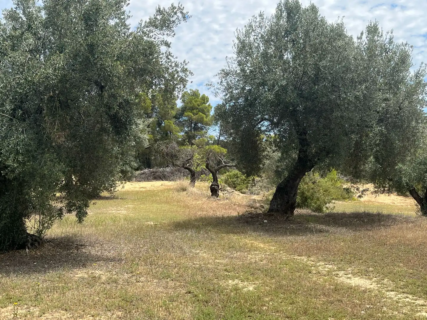 Terreni e lotti in vendita a Cretas, imagen 10