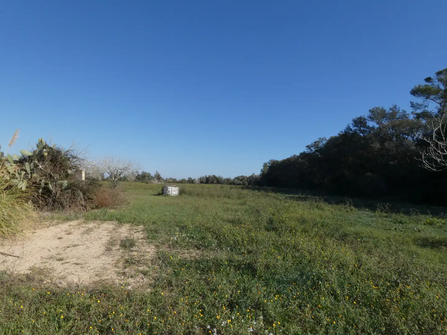 Residential land for sale in Sineu, imagen 4