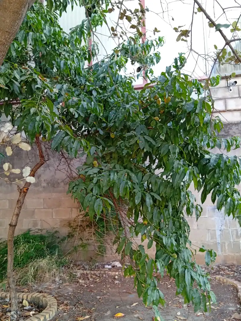Terreni e lotti in vendita a La Hacienda - Nueva Andalucía, imagen 22