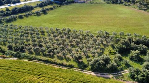 Venta de lote agrícola con 5 fincas rústicas de olivos, immagine 5