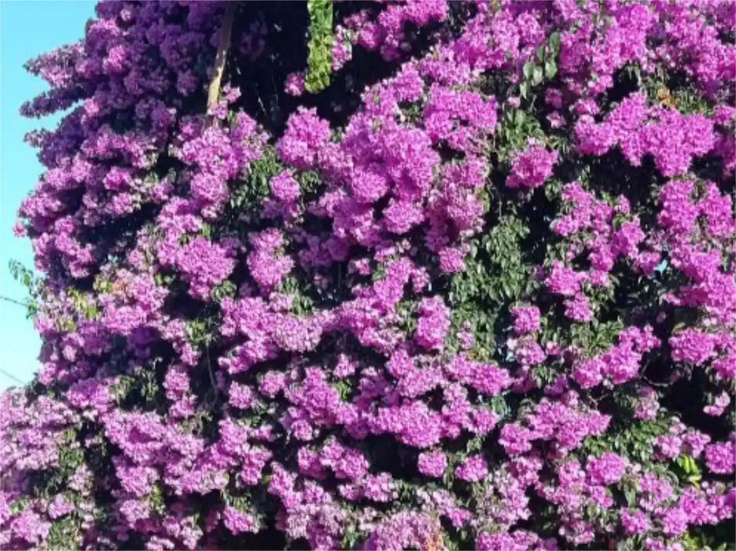 Jardí de Casa o xalet en venda en Meis