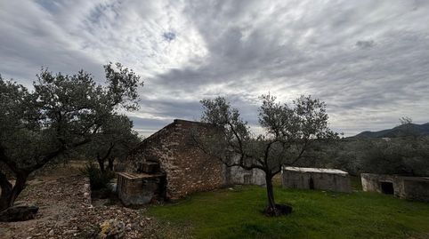 FINCA DE OLIVOS CON CASITA, imatge 3