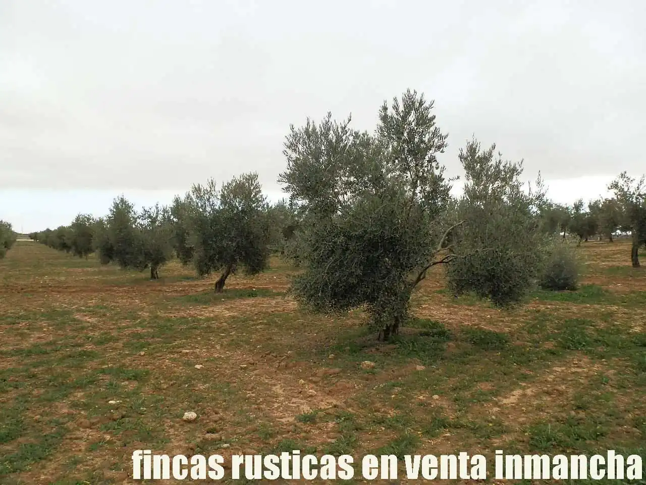 Terreno rustico in vendita a Campo de Criptana, imagen 3