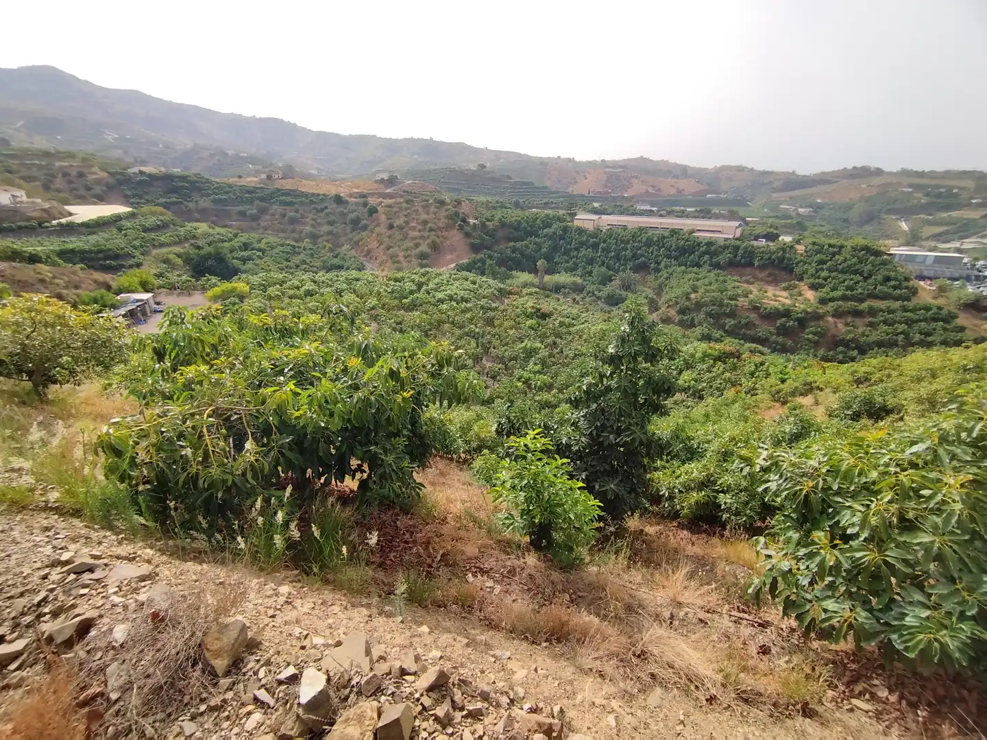 Terreno rustico in vendita a Diseminado Real Alto, imagen 17