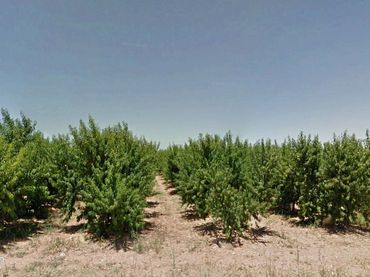Terreno rustico in vendita a Alfamén
