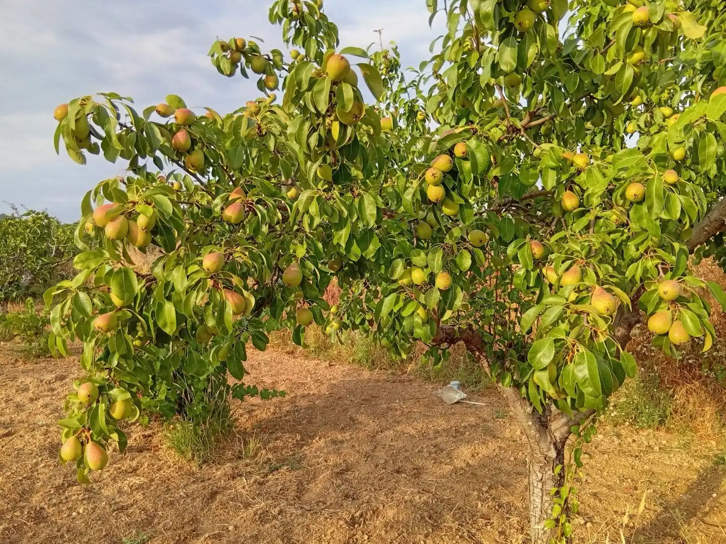 Garden of Land for sale in Villanueva de la Sierra