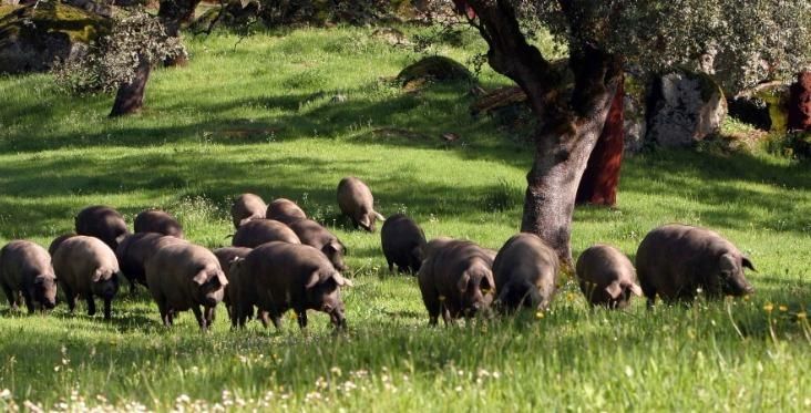Jardí de Finca rústica en venda en Alanís